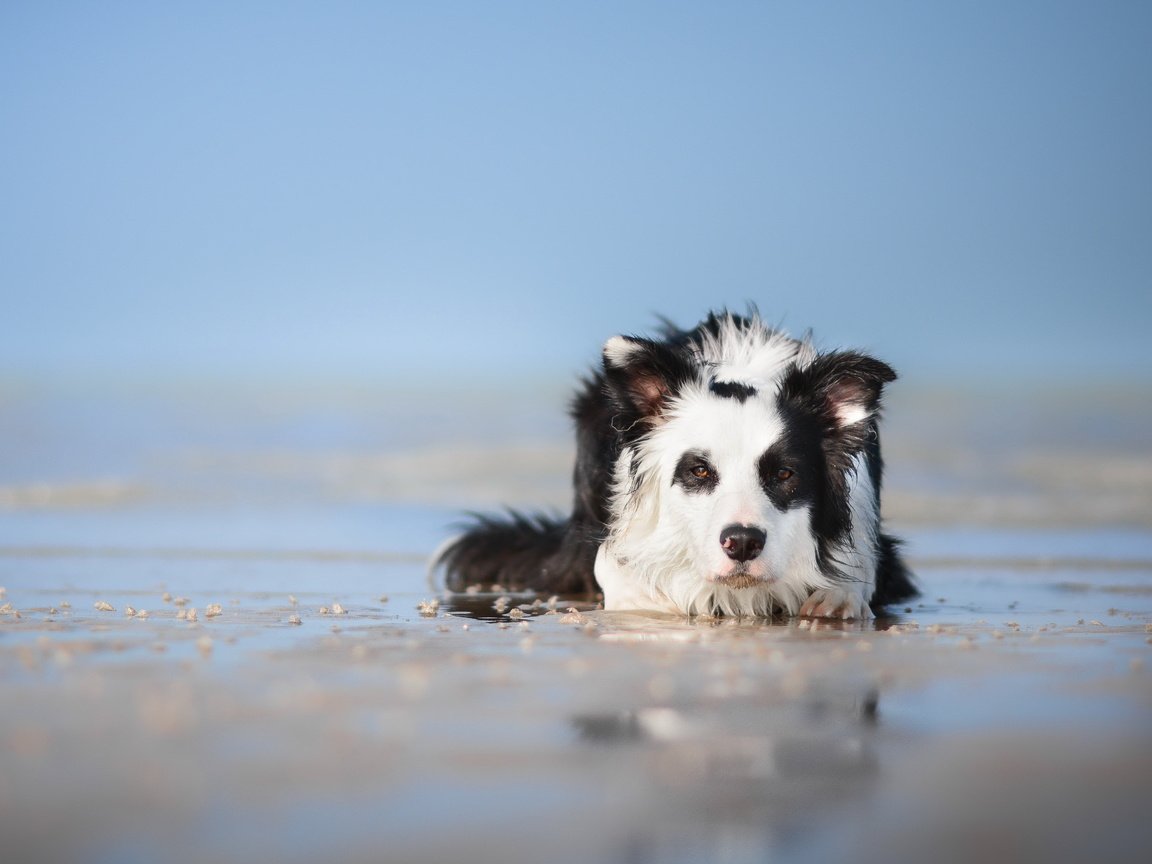 Обои взгляд, собака, друг, бордер-колли, look, dog, each, the border collie разрешение 5218x3220 Загрузить