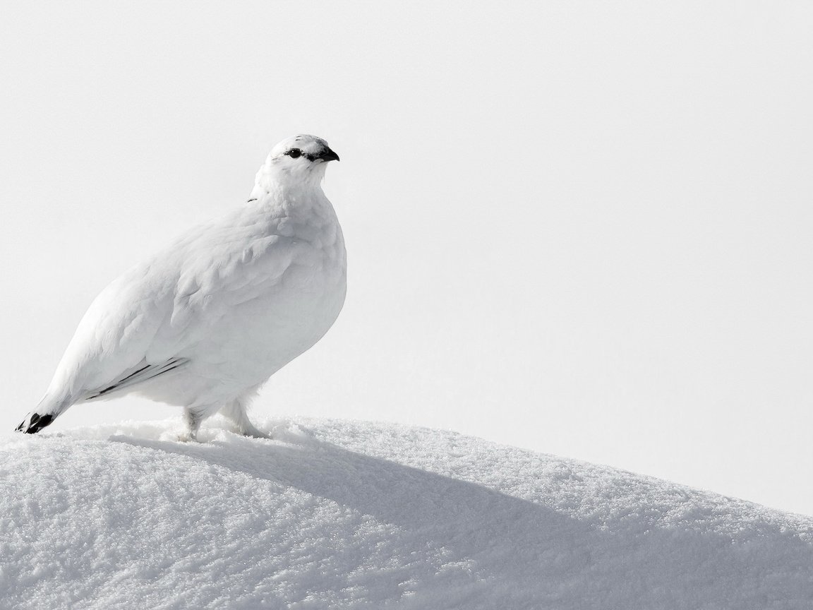 Обои снег, птица, белая, куропатка, ptarmigan, snow, bird, white, partridge разрешение 2047x1325 Загрузить