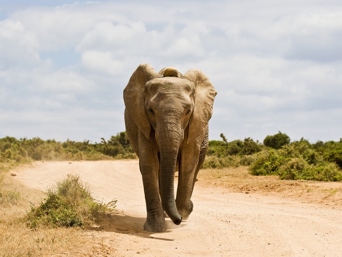 Обои дорога, слон, животное, road, elephant, animal разрешение 2880x1920 Загрузить