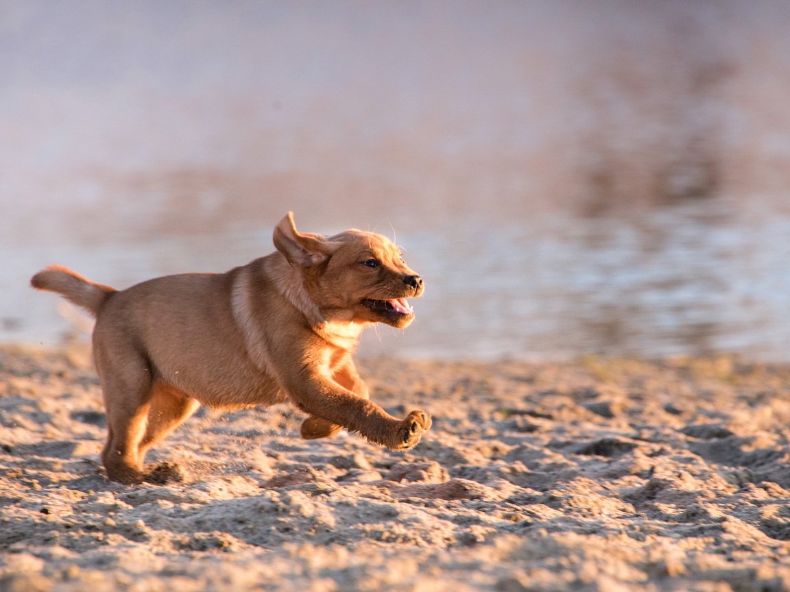 Обои фон, море, песок, пляж, собака, щенок, background, sea, sand, beach, dog, puppy разрешение 2048x1368 Загрузить