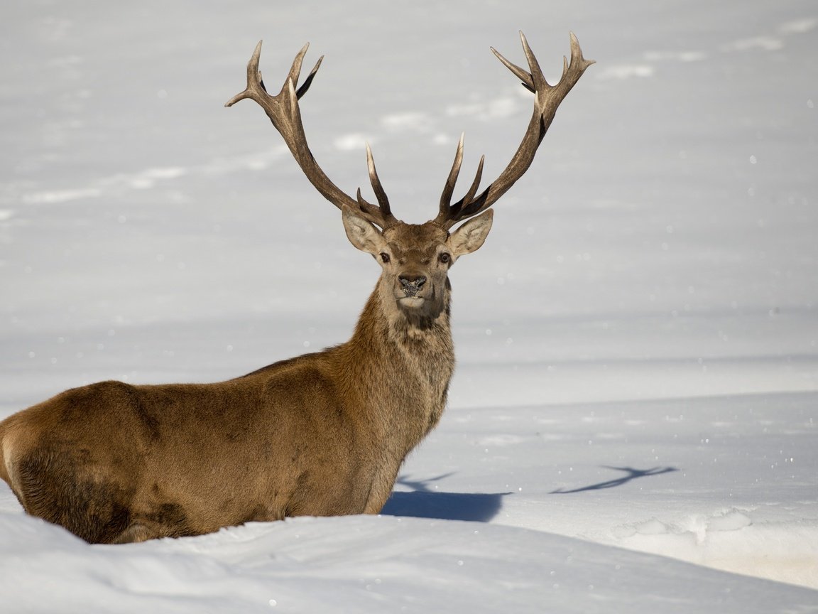 Обои снег, олень, зима, рога, сугробы, snow, deer, winter, horns, the snow разрешение 2880x1920 Загрузить