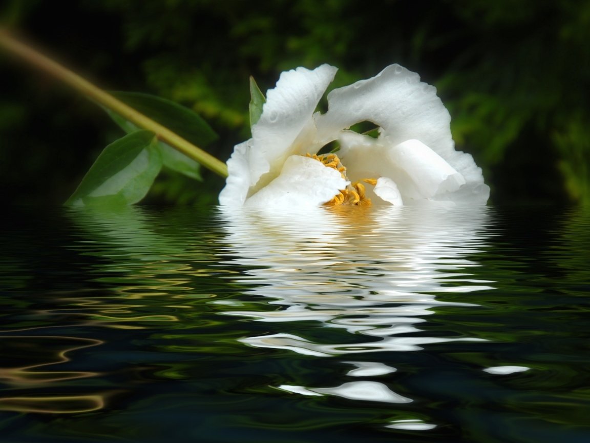 Обои вода, отражение, цветок, лепестки, белый, пион, water, reflection, flower, petals, white, peony разрешение 1920x1208 Загрузить