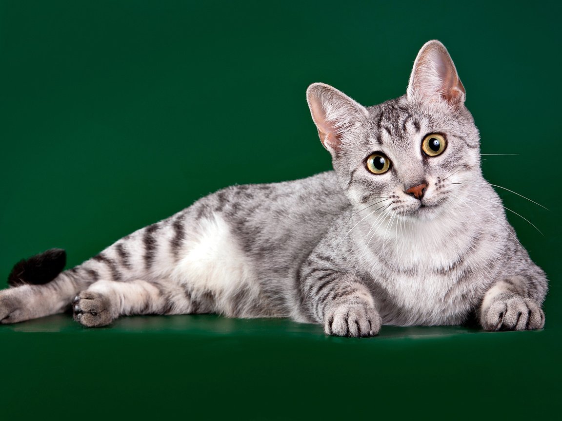Обои глаза, кошка, взгляд, кошка. египетская мау, египетская мау, eyes, cat, look, cat. the egyptian mau, the egyptian mau разрешение 2880x1800 Загрузить