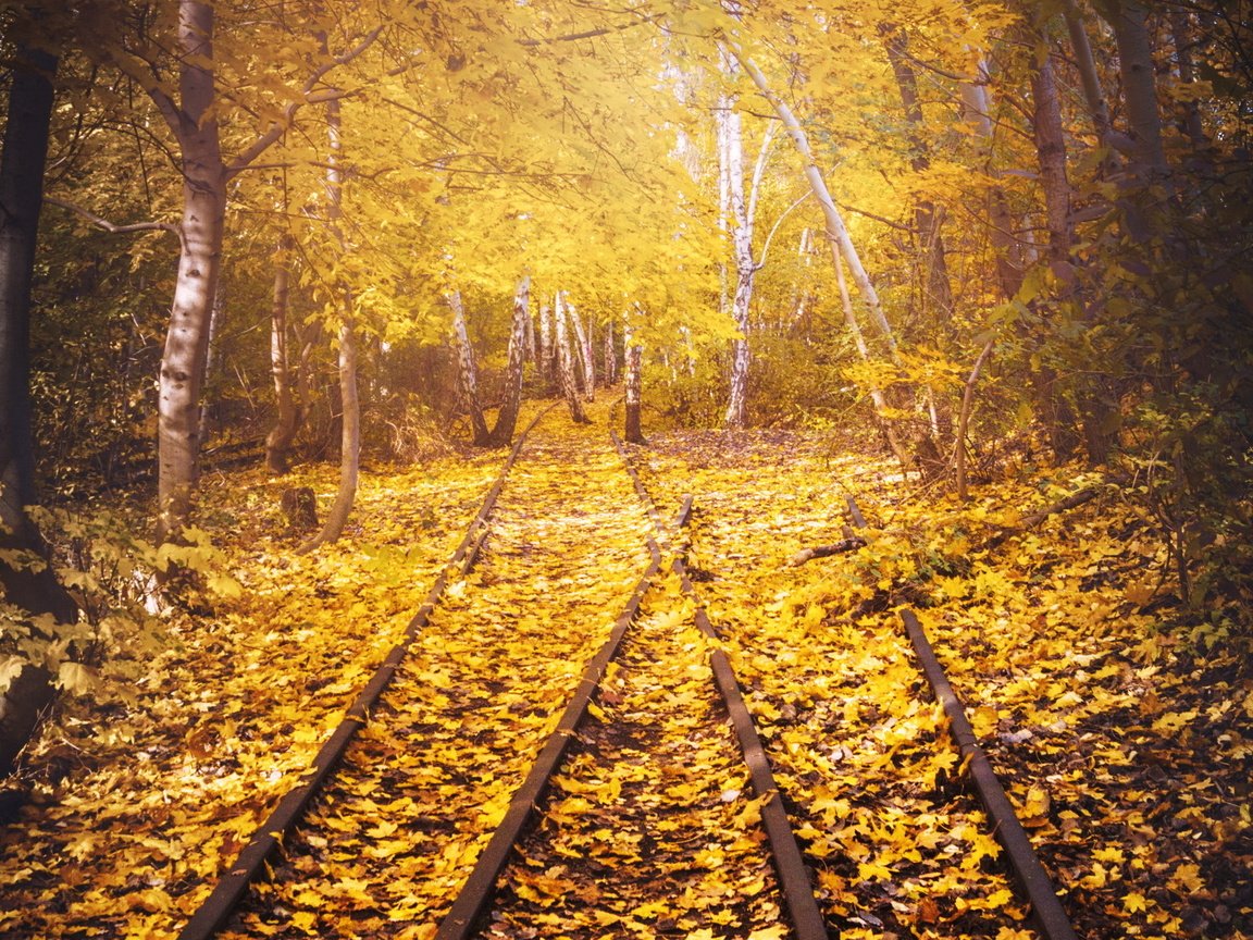 Обои дорога, железная дорога, рельсы, листья, березы, осень, road, railroad, rails, leaves, birch, autumn разрешение 1920x1261 Загрузить