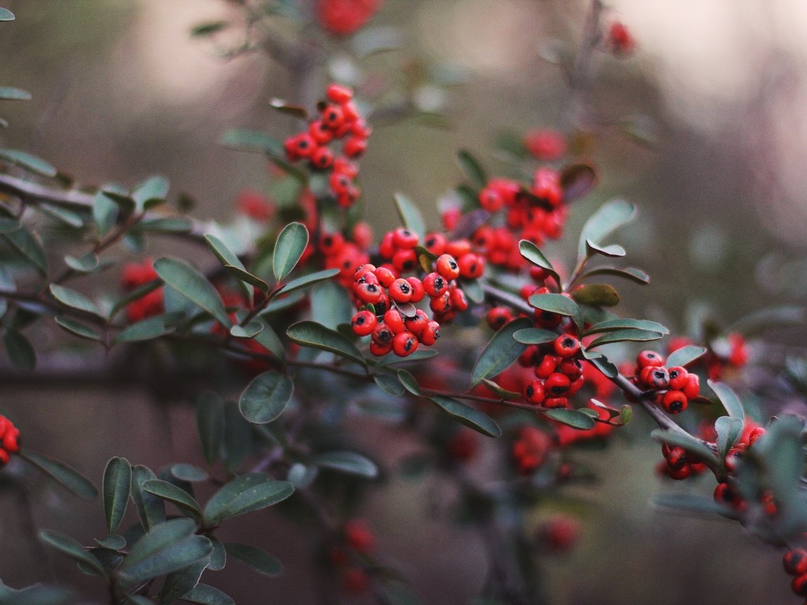 Обои листья, красные, ягоды, leaves, red, berries разрешение 2880x1920 Загрузить