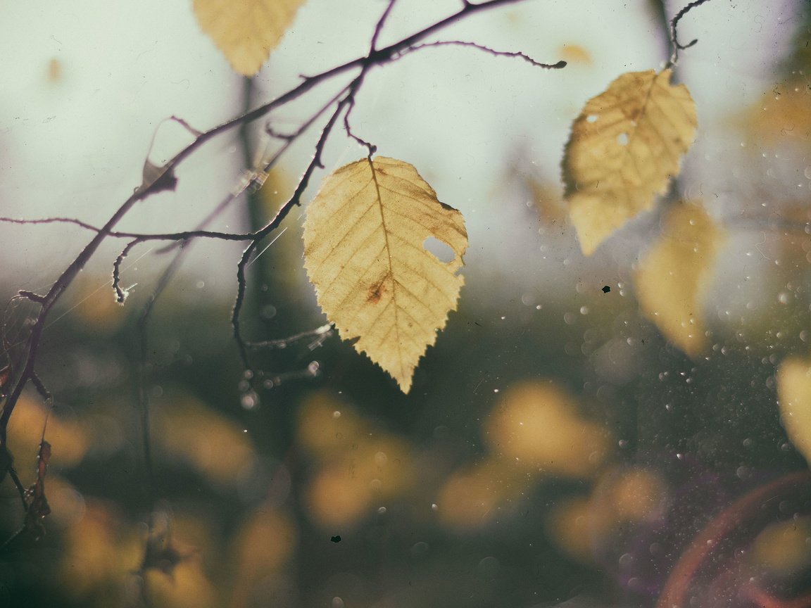 Обои листья, макро, ветки, капли, осень, дождь, leaves, macro, branches, drops, autumn, rain разрешение 3840x2400 Загрузить