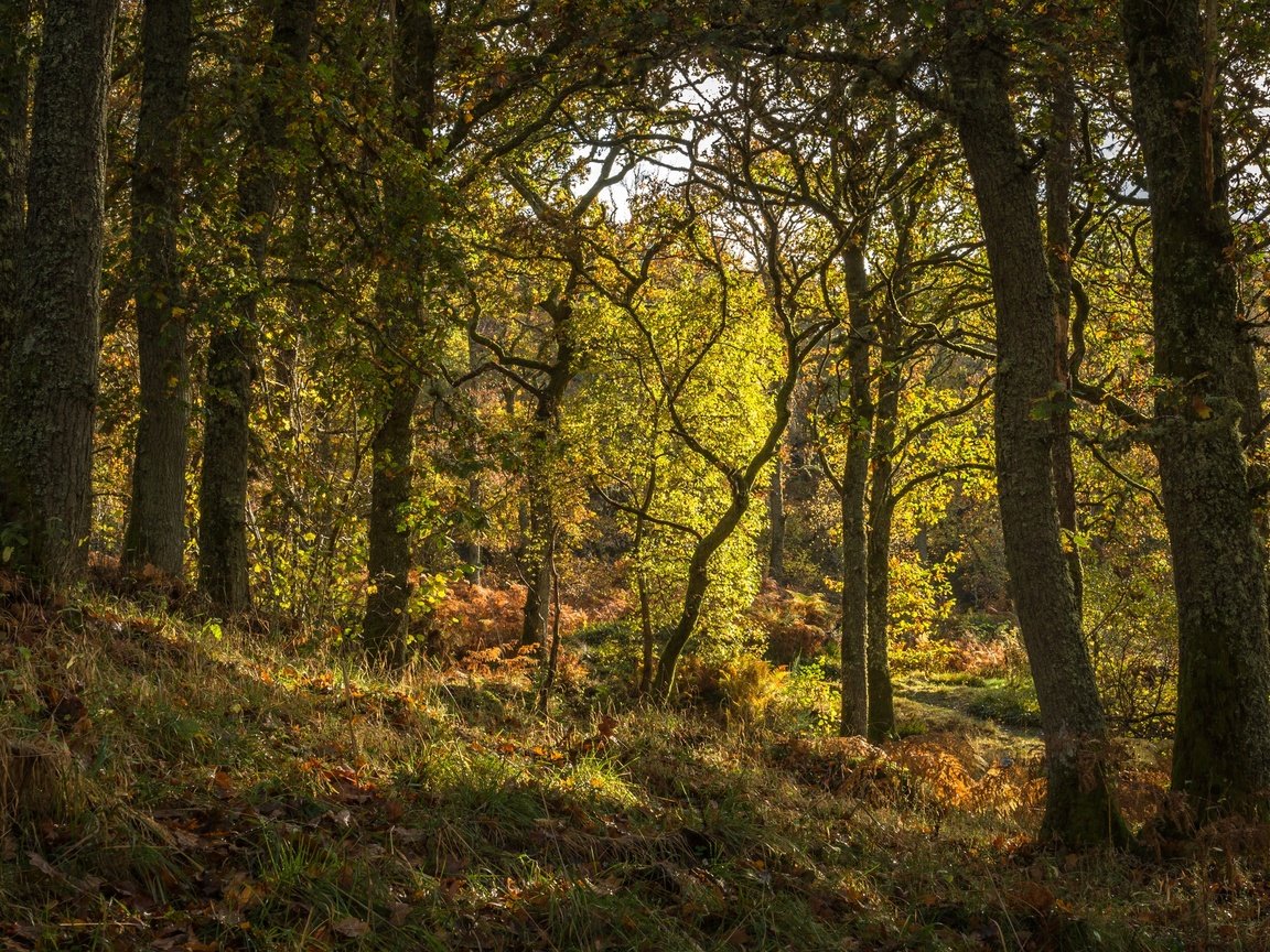 Обои трава, деревья, лес, шотландия, pitlochry, grass, trees, forest, scotland разрешение 2880x1620 Загрузить