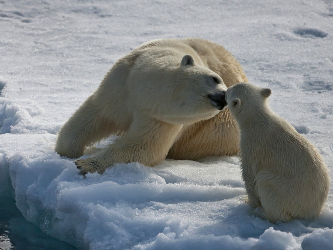 Обои снег, медведь, белый, забота, медвежонок, арктика, белые медведи, snow, bear, white, care, arctic, polar bears разрешение 3840x2160 Загрузить
