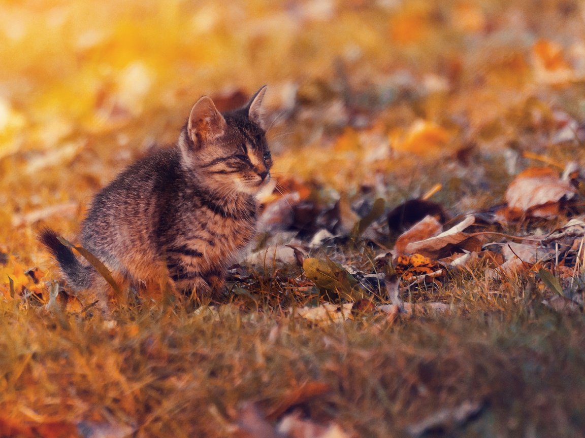 Обои листья, закат, кот, кошка, осень, котенок, осен, ленивый, leaves, sunset, cat, autumn, kitty, lazy разрешение 2048x1357 Загрузить