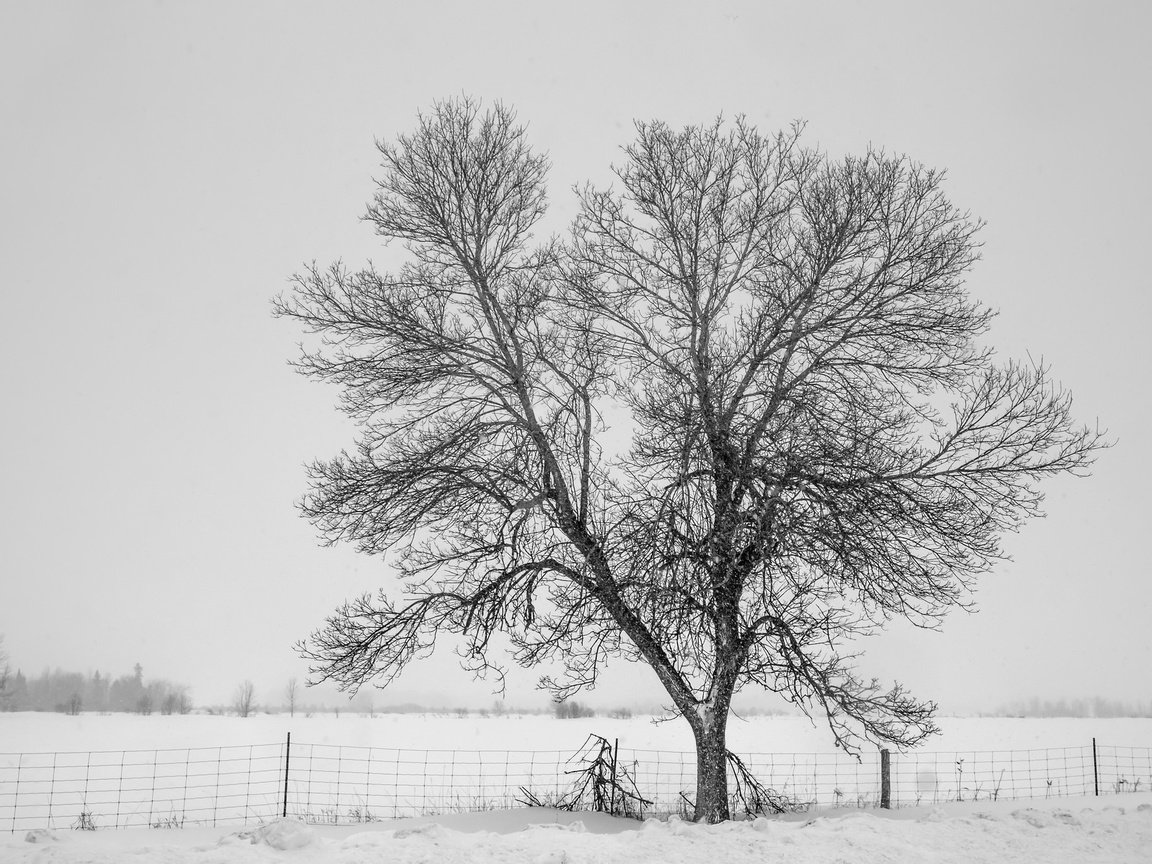 Обои снег, дерево, зима, туман, забор, холод, изгородь,     дерево, snow, tree, winter, fog, the fence, cold, fence разрешение 2048x1365 Загрузить