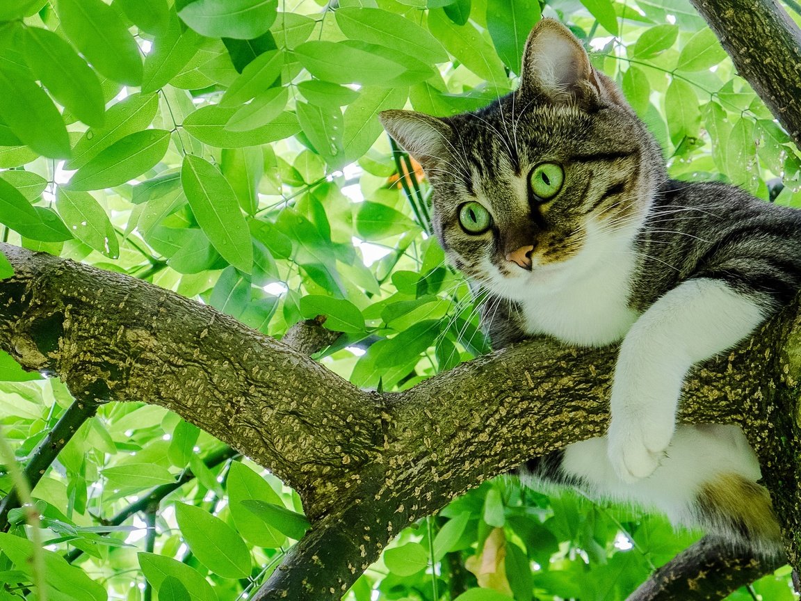 Обои дерево, листья, кот, мордочка, лето, кошка, взгляд, лапки, tree, leaves, cat, muzzle, summer, look, legs разрешение 2048x1365 Загрузить