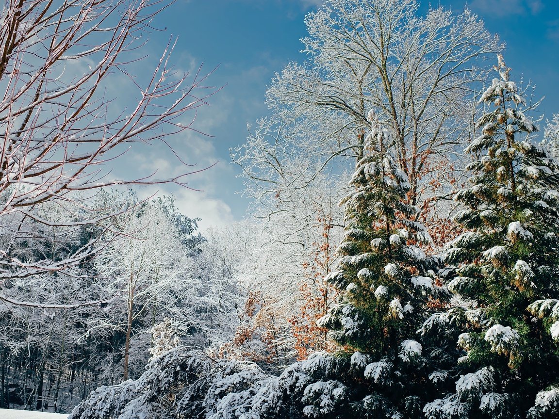 Обои деревья, снег, лес, зима, ветки, солнечно, trees, snow, forest, winter, branches, sunny разрешение 2200x1469 Загрузить