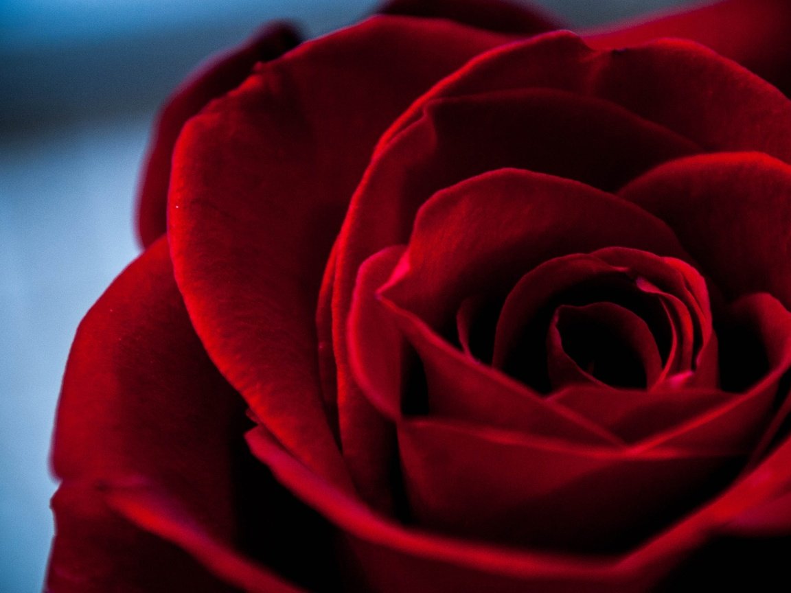 Обои макро, роза, лепестки, бутон, бархатная, macro, rose, petals, bud, velvet разрешение 2048x1227 Загрузить