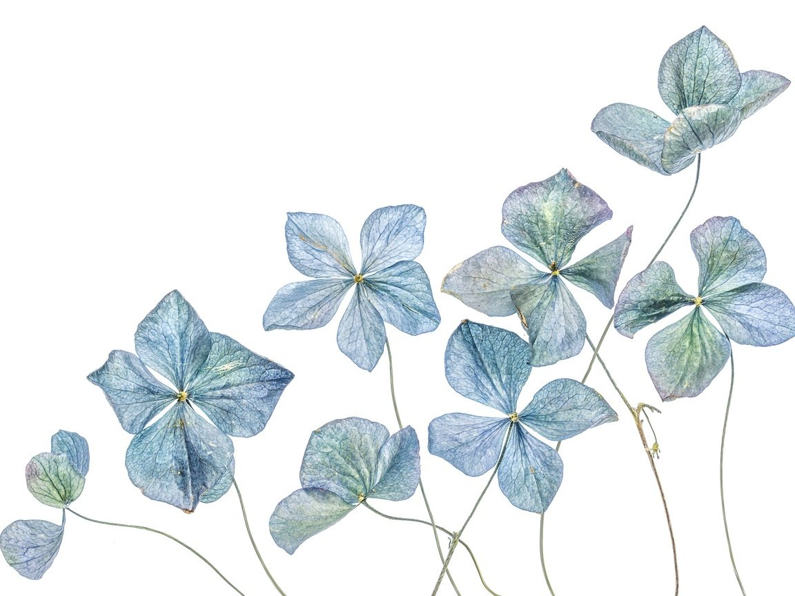 Обои цветы, гортензия, гербарий, flowers, hydrangea, herbarium разрешение 2048x1368 Загрузить