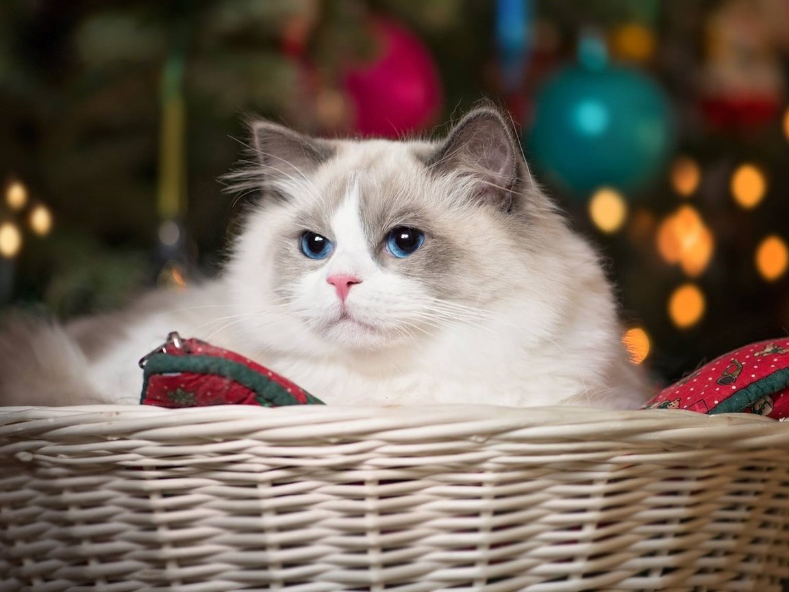 Обои кошка, красавица, корзина, голубые глаза, рэгдолл, cat, beauty, basket, blue eyes, ragdoll разрешение 1920x1080 Загрузить