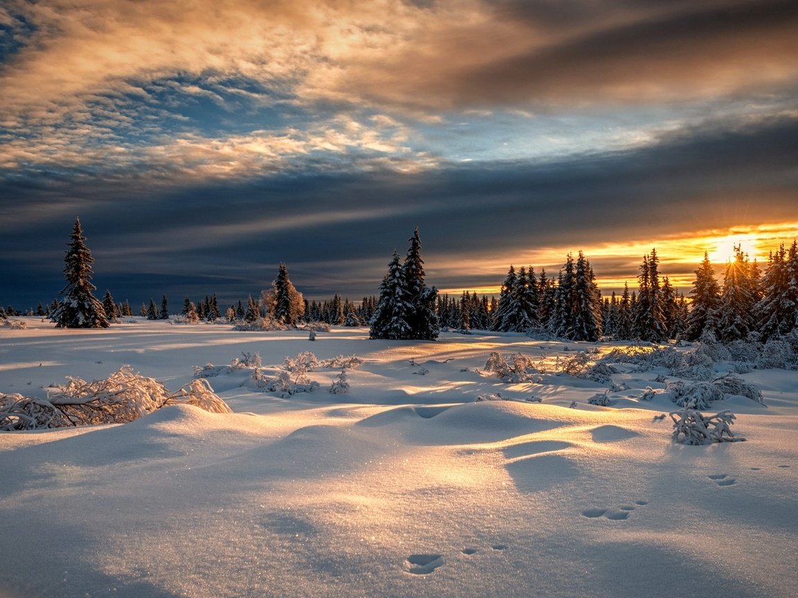 Обои снег, лес, закат, зима, норвегия, норвегии, лиллехаммер, snow, forest, sunset, winter, norway, lillehammer разрешение 2000x1125 Загрузить