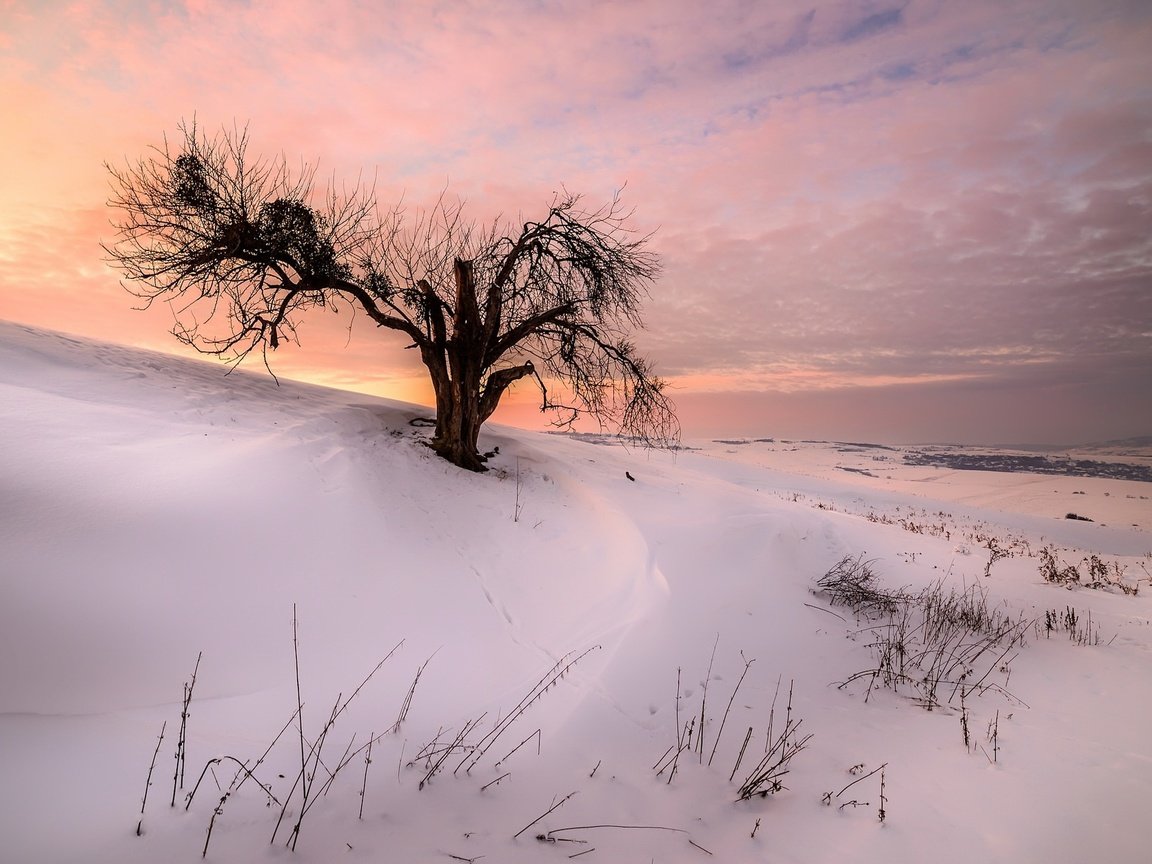 Обои снег, природа, дерево, закат, зима, snow, nature, tree, sunset, winter разрешение 2047x1253 Загрузить