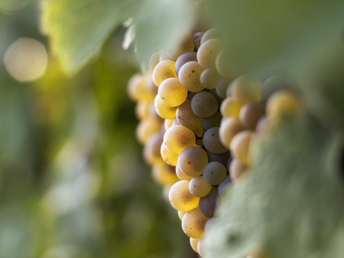 Обои свет, виноград, листва, ягода, тепло, гроздь, боке, белый виноград, light, grapes, foliage, berry, heat, bunch, bokeh, white grapes разрешение 2048x1365 Загрузить