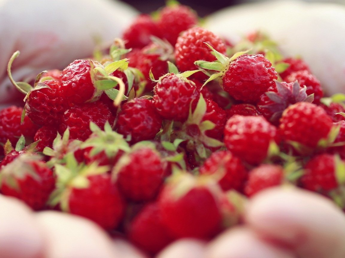 Обои ягода, клубника, руки, ладони, berry, strawberry, hands, palm разрешение 1920x1080 Загрузить