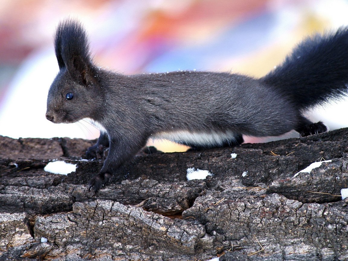 Обои дерево, животные, ствол, уши, белка, кора, хвост, tree, animals, trunk, ears, protein, bark, tail разрешение 1920x1080 Загрузить