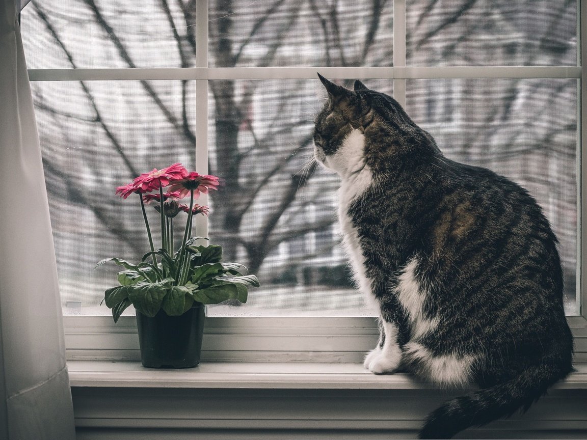 Обои цветы, животные, кот, кошка, окно, подоконник, flowers, animals, cat, window, sill разрешение 2560x1707 Загрузить