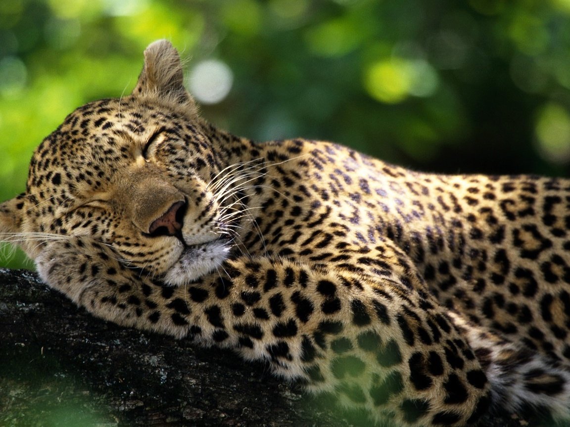 Обои животные, леопард, дикие кошки, спящий леопард, animals, leopard, wild cats, sleeping leopard разрешение 1920x1080 Загрузить