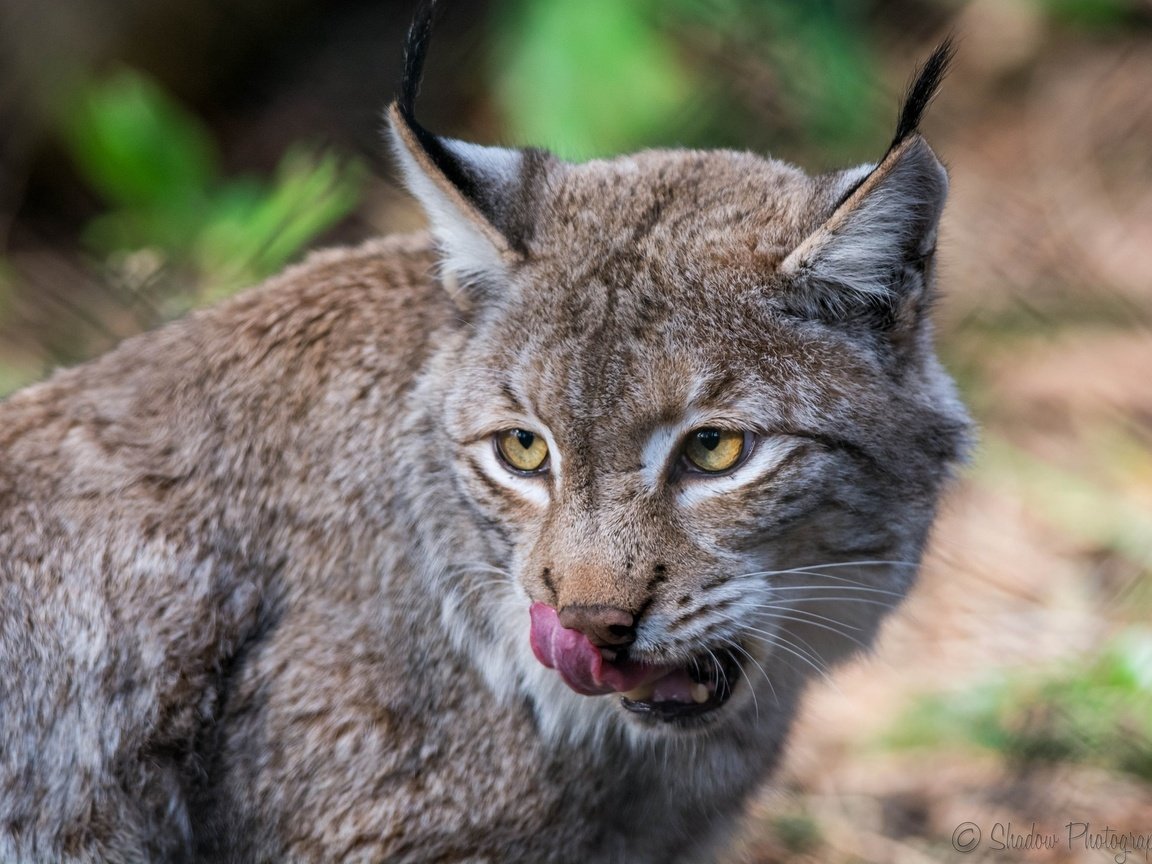 Обои морда, рысь, животные, хищник, язык, дикая кошка, облизывается, face, lynx, animals, predator, language, wild cat, licked разрешение 2048x1463 Загрузить