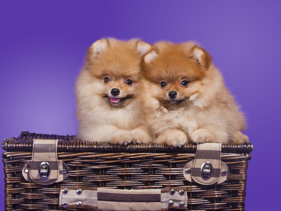 Обои корзина, щенки, шпиц, померанский, basket, puppies, spitz, pomeranian разрешение 2400x1570 Загрузить