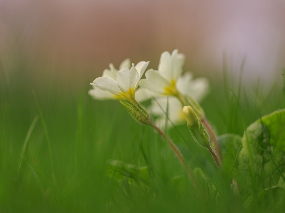 Обои макро, фон, цветок, macro, background, flower разрешение 2048x1365 Загрузить