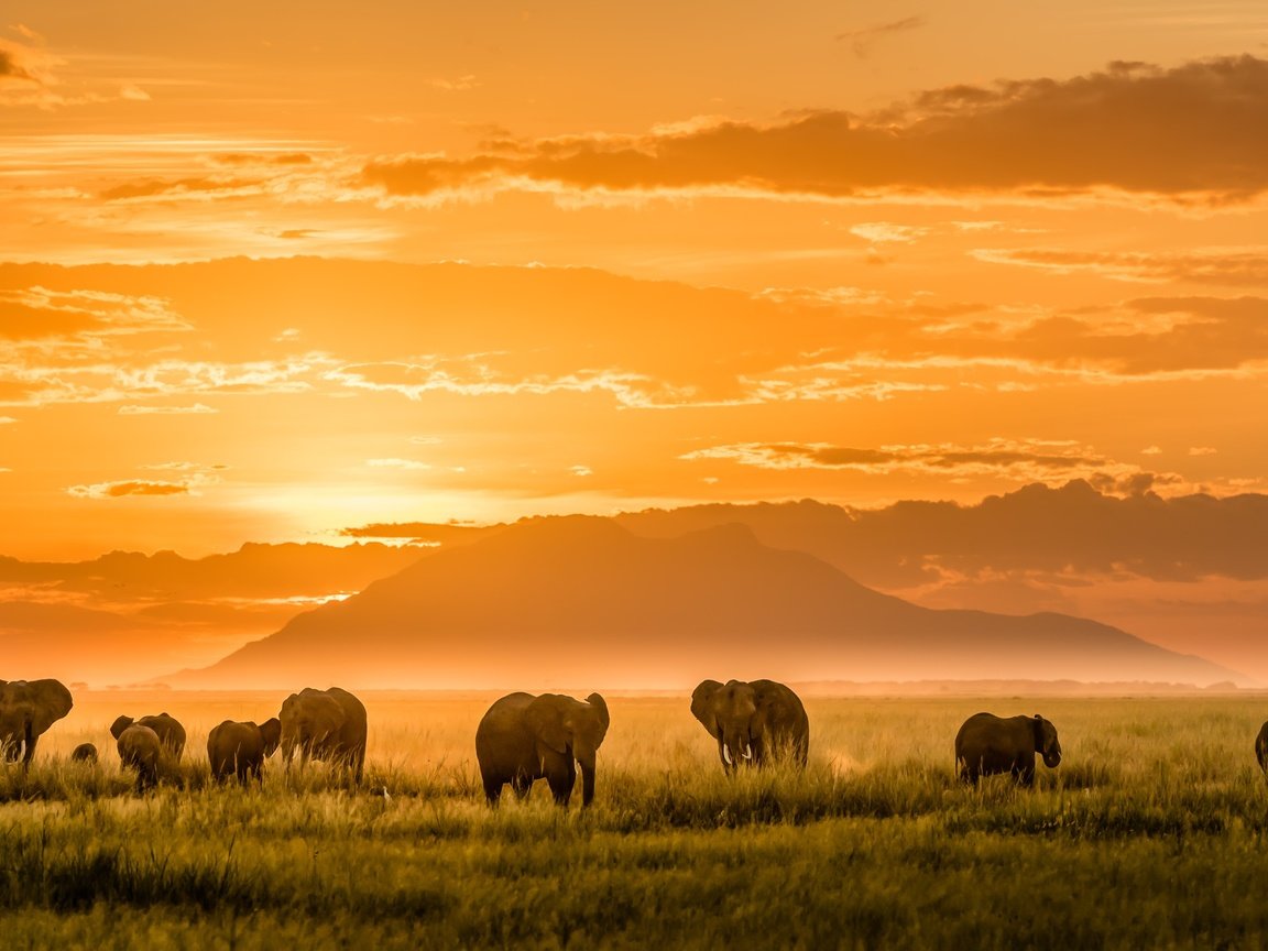 Обои свет, горы, африка, слоны, light, mountains, africa, elephants разрешение 2500x1406 Загрузить