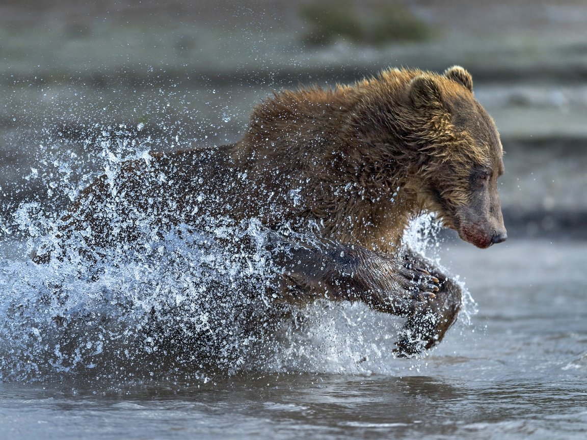 Обои вода, медведь, брызги, бег, water, bear, squirt, running разрешение 2500x1667 Загрузить