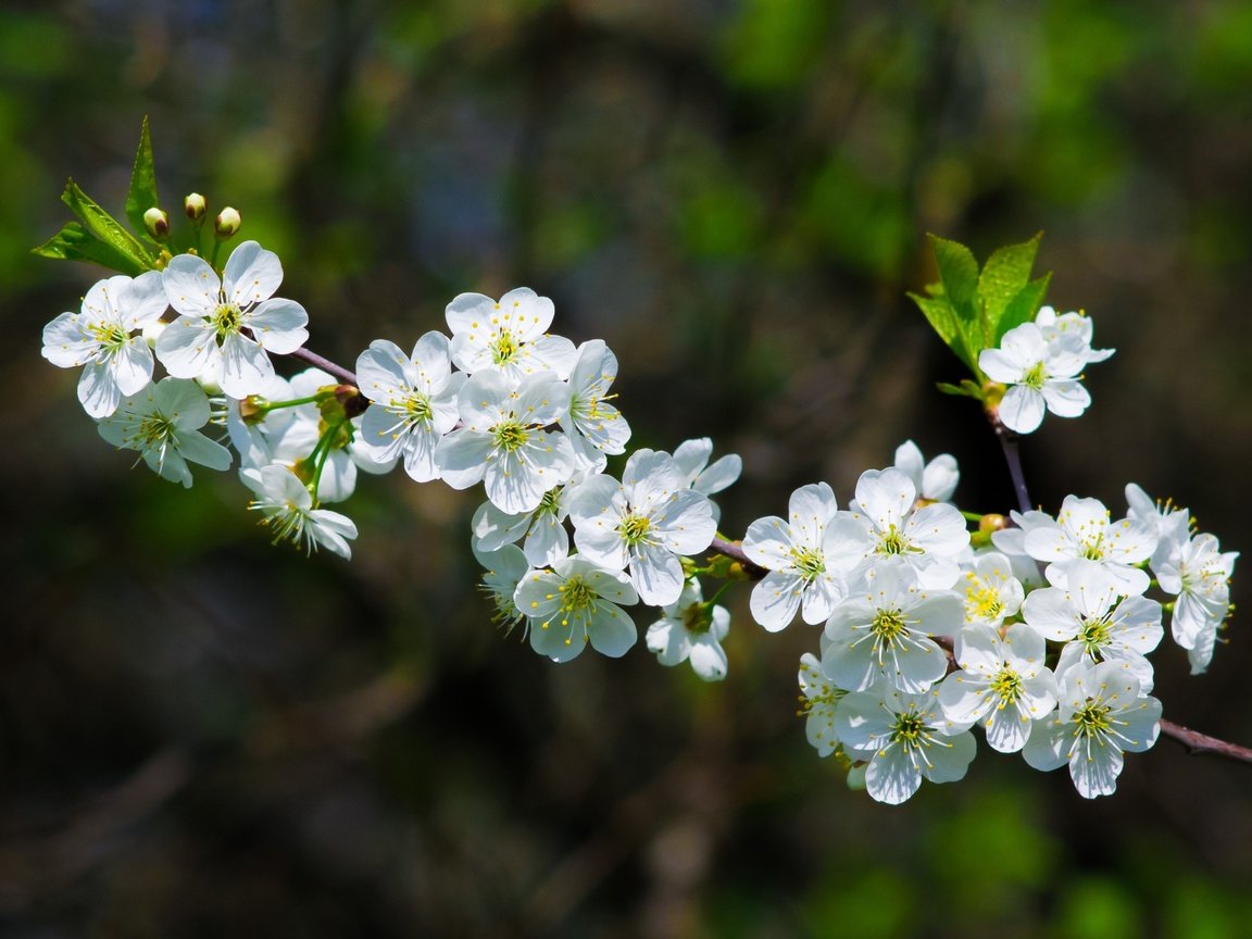 Обои ветка, цветение, весна, вишня, branch, flowering, spring, cherry разрешение 2400x1600 Загрузить