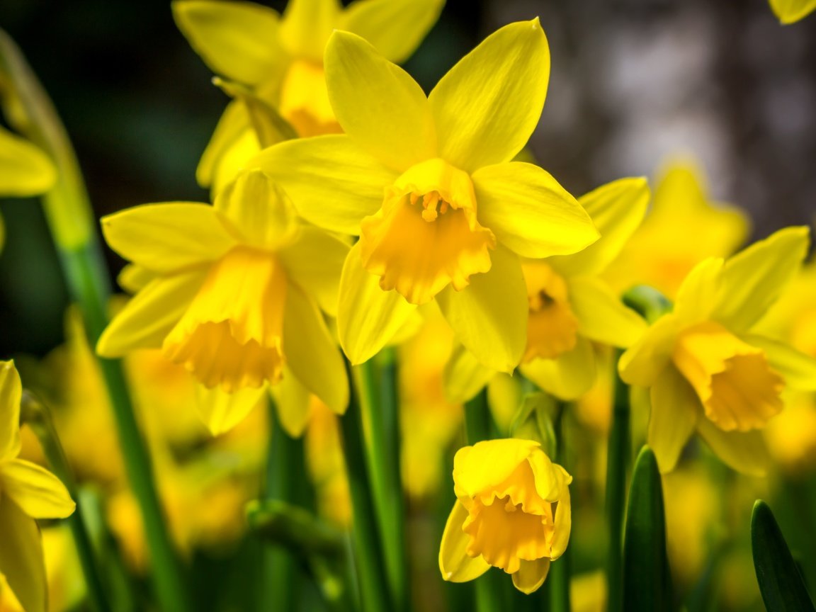 Обои цветы, макро, весна, нарциссы, желтые, flowers, macro, spring, daffodils, yellow разрешение 3600x2400 Загрузить