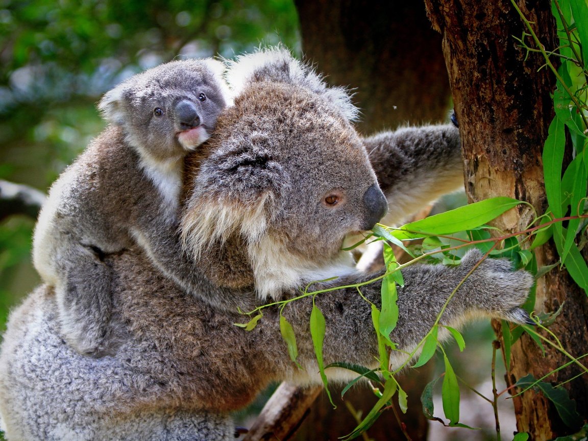 Обои природа, дерево, животные, бамбук, детеныш, коала, коалы, эвкалипт, nature, tree, animals, bamboo, cub, koala, koalas, eucalyptus разрешение 4374x2844 Загрузить