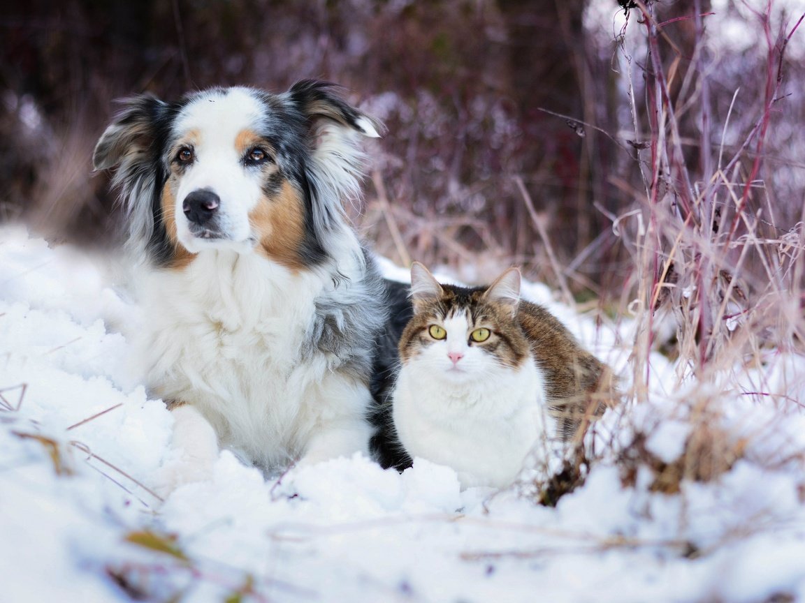 Обои снег, зима, кошка, собака, австралийская овчарка, snow, winter, cat, dog, australian shepherd разрешение 2048x1365 Загрузить