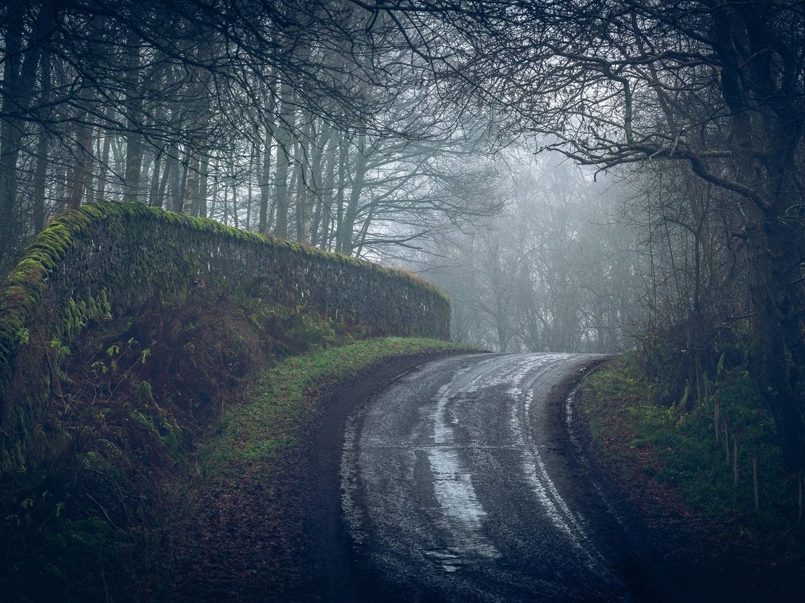 Обои дорога, деревья, лес, туман, road, trees, forest, fog разрешение 2107x1100 Загрузить