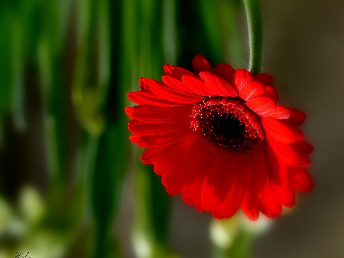 Обои макро, цветок, лепестки, боке, гербера, macro, flower, petals, bokeh, gerbera разрешение 2048x1602 Загрузить