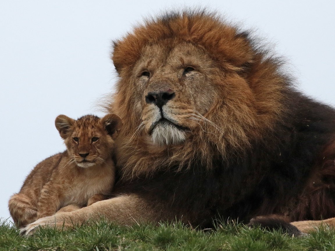 Обои львы, семья, лев, львёнок, lions, family, leo, lion разрешение 3152x2144 Загрузить