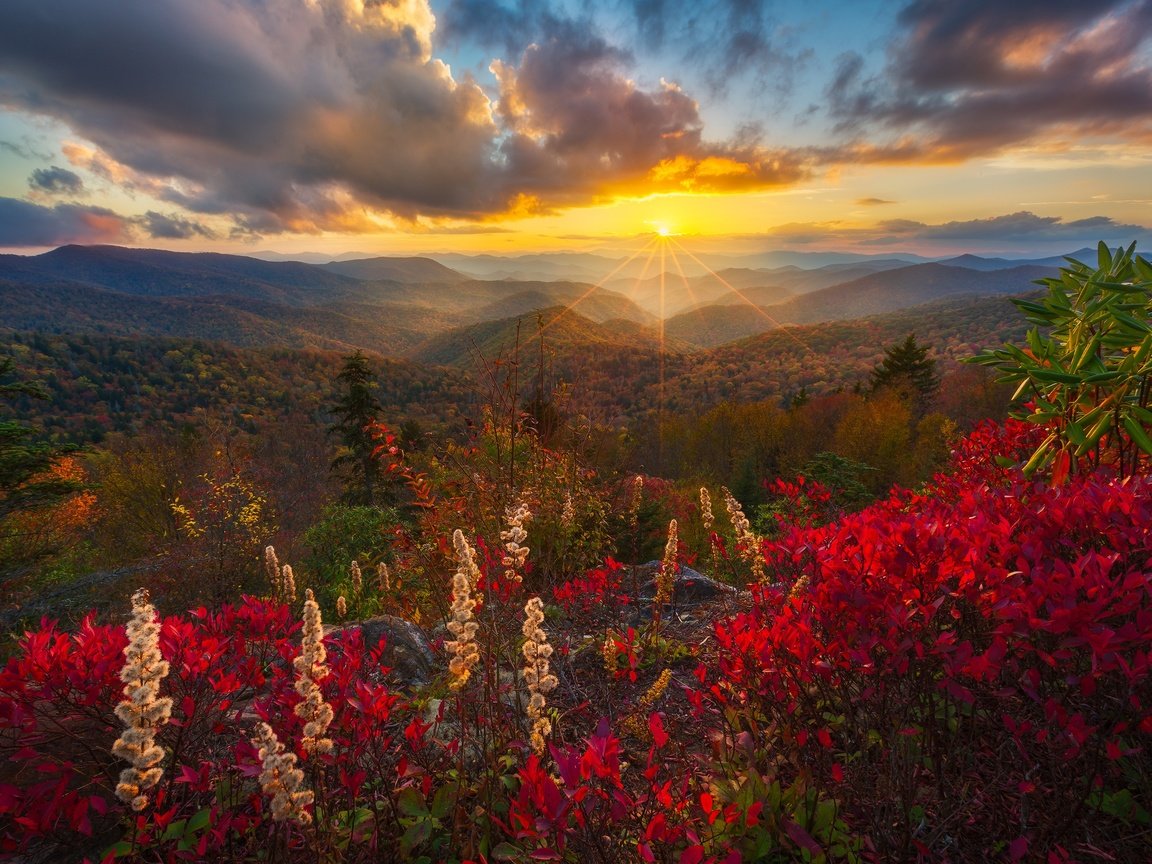 Обои цветы, деревья, горы, солнце, холмы, лес, лучи, осень, flowers, trees, mountains, the sun, hills, forest, rays, autumn разрешение 2500x1667 Загрузить