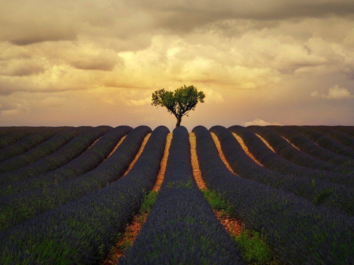 Обои облака, природа, дерево, поле, лаванда, лето, clouds, nature, tree, field, lavender, summer разрешение 1920x1280 Загрузить