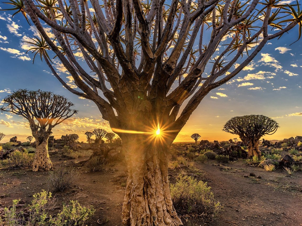 Обои деревья, вечер, солнце, пустыня, африка, намибия, quiver tree, trees, the evening, the sun, desert, africa, namibia разрешение 2048x1366 Загрузить