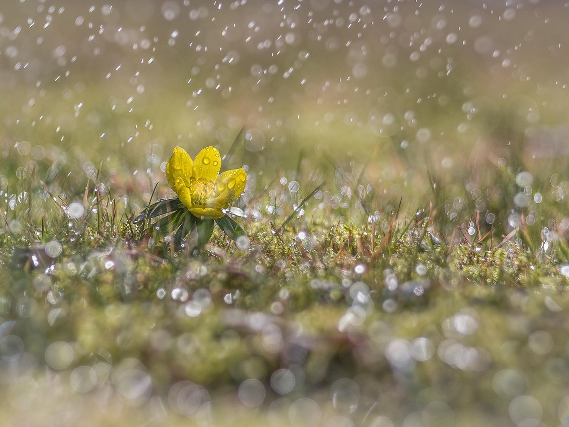 Обои трава, желтый, цветок, капли, дождь, первоцвет, grass, yellow, flower, drops, rain, primrose разрешение 2048x1365 Загрузить