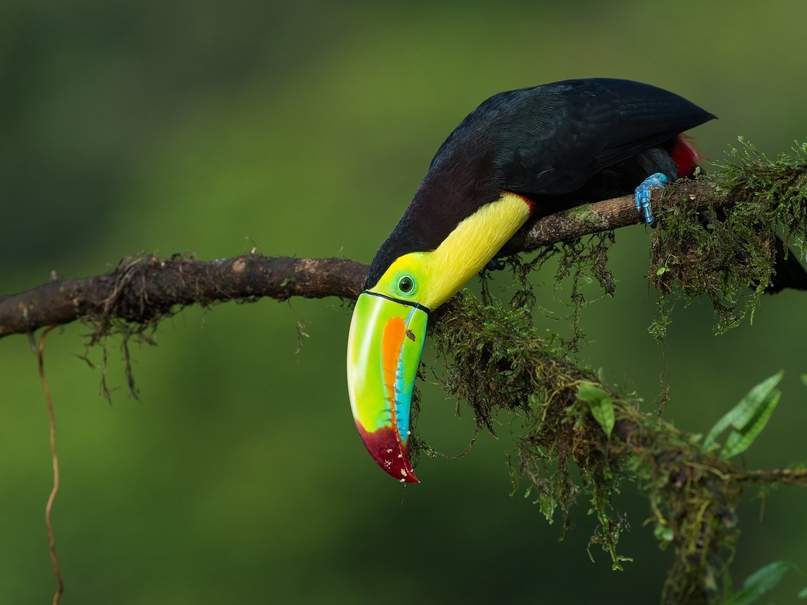 Обои ветка, птица, тукан, джунгли, радужный тукан, branch, bird, toucan, jungle, iridescent toucan разрешение 1920x1278 Загрузить