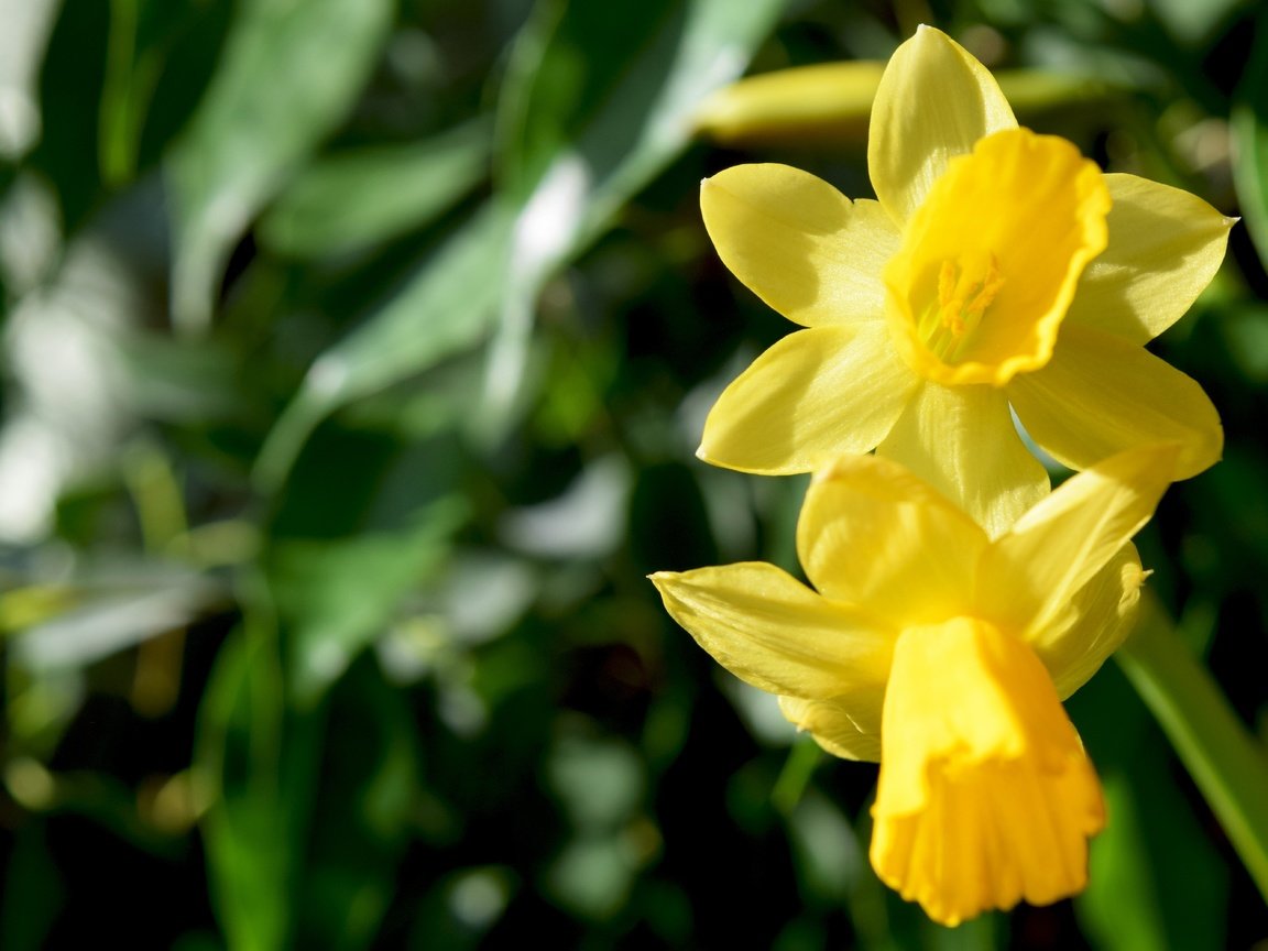 Обои цветы, макро, весна, нарциссы, желтые, flowers, macro, spring, daffodils, yellow разрешение 6000x4000 Загрузить