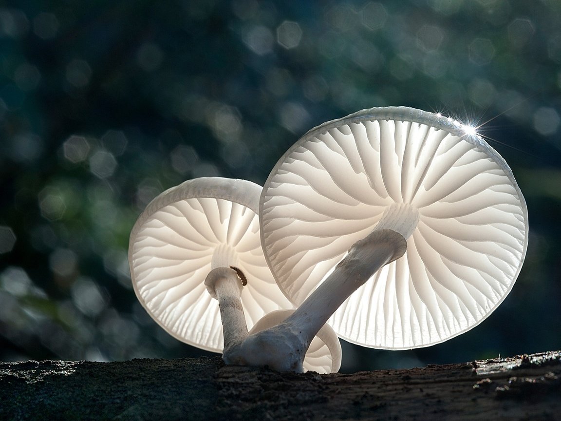 Обои свет, природа, макро, грибы, боке, light, nature, macro, mushrooms, bokeh разрешение 1920x1278 Загрузить