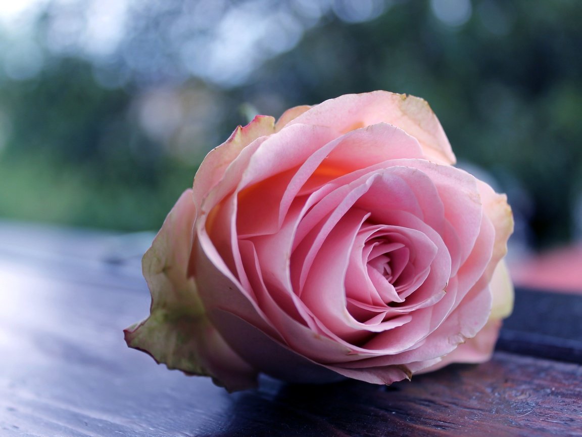 Обои макро, цветок, роза, бутон, розовая, боке, macro, flower, rose, bud, pink, bokeh разрешение 3088x2056 Загрузить