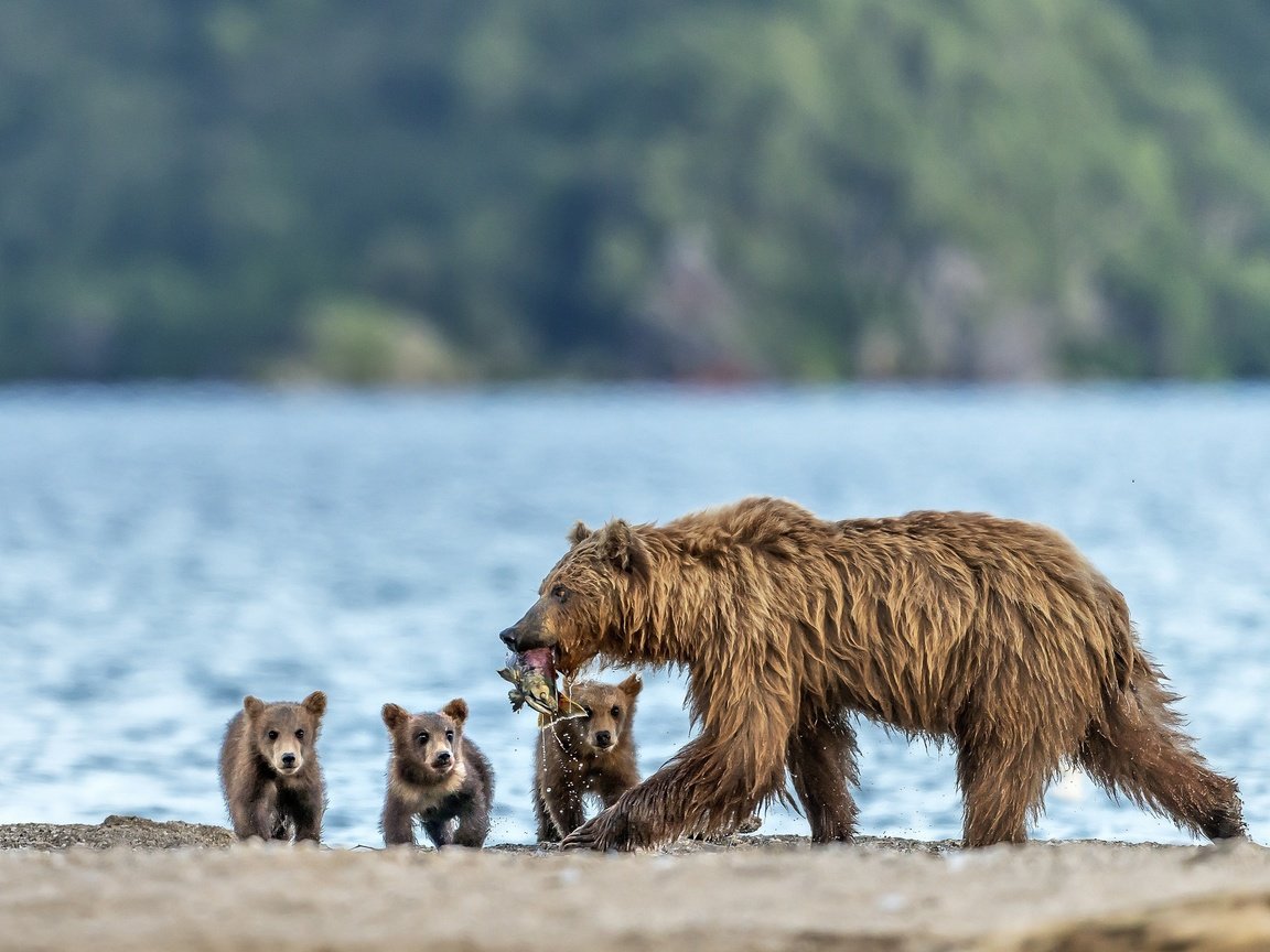 Обои рыба, медведи, улов, медведица, медвежата, fish, bears, catch, bear разрешение 2500x1634 Загрузить