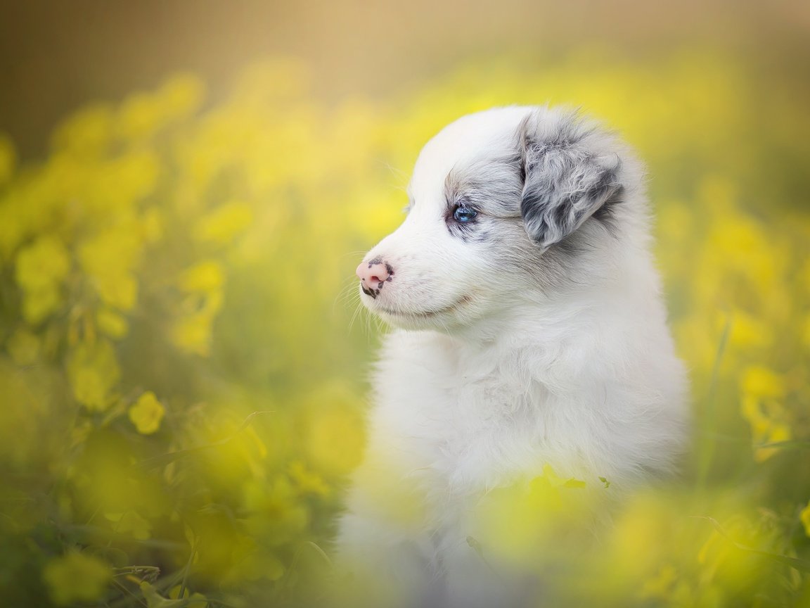 Обои цветы, собака, щенок, боке, бордер-колли, flowers, dog, puppy, bokeh, the border collie разрешение 2048x1365 Загрузить