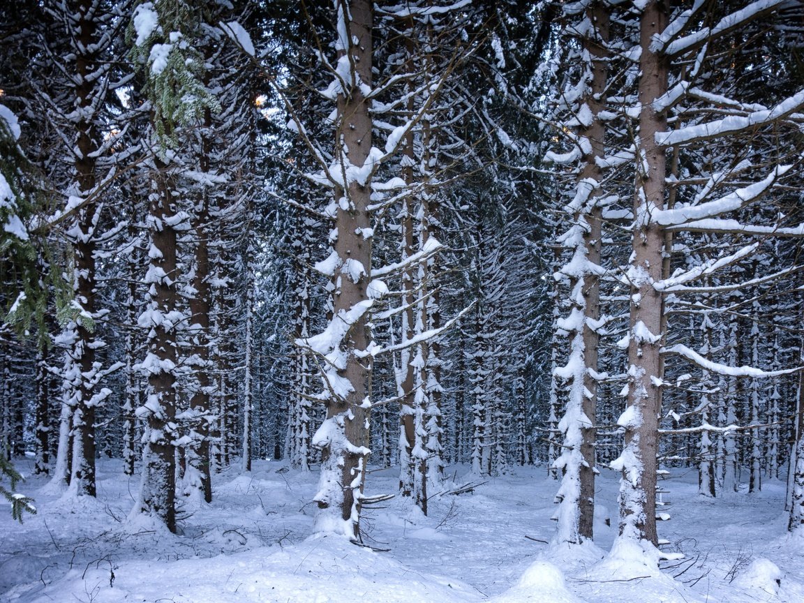 Обои деревья, снег, лес, зима, trees, snow, forest, winter разрешение 4686x3191 Загрузить