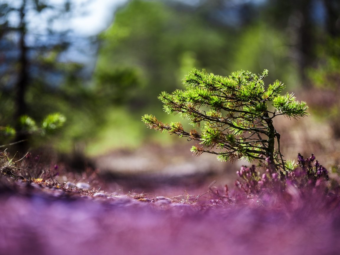 Обои природа, хвоя, макро, фон, деревце, nature, needles, macro, background, tree разрешение 6016x4016 Загрузить